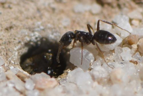 Tapinoma sp.
